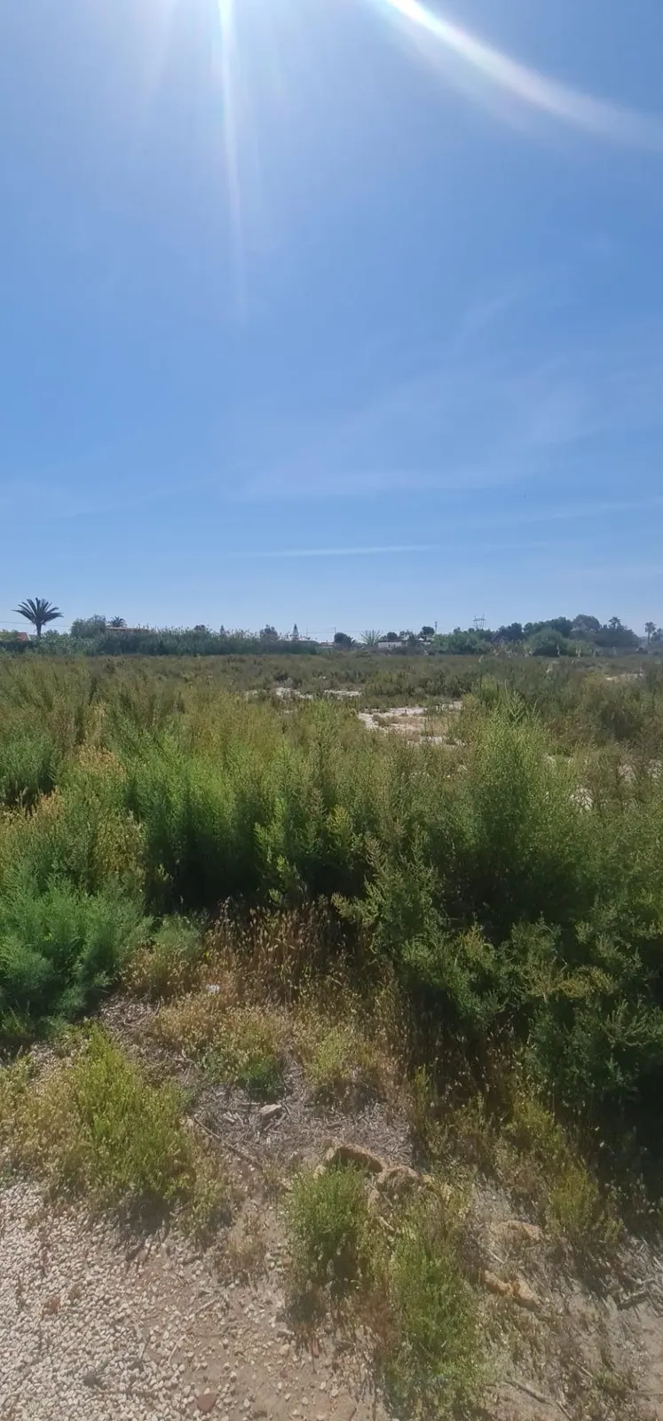 17,000-SQUARE-METER LOT between La Marina and La Hoya — 5