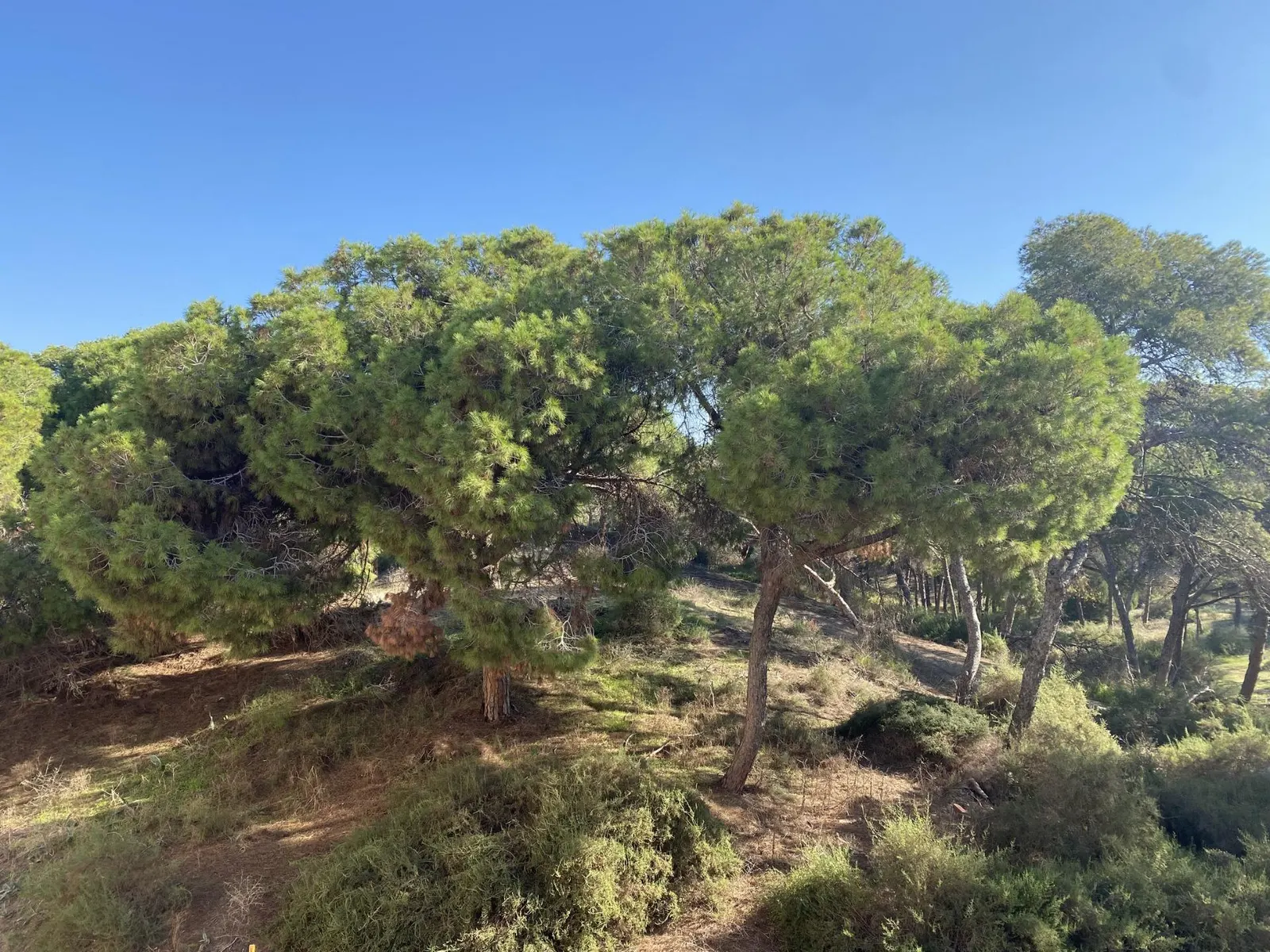 Luxury New Build Apartments Near the Beach in Guardamar del Segura — 2